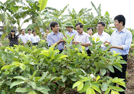 Phuong Quang Ba Day Manh Phat Trien Kinh Te 627